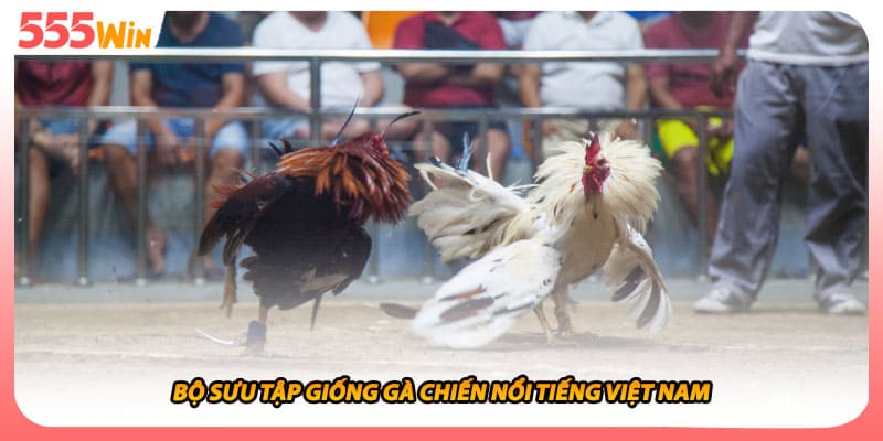 Bộ sưu tập giống gà chiến nổi tiếng việt nam