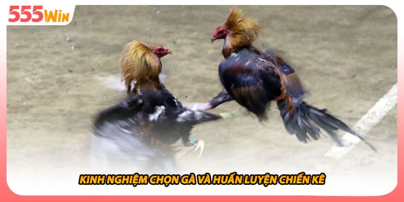 Kinh nghiệm chọn gà và huấn luyện chiến kê