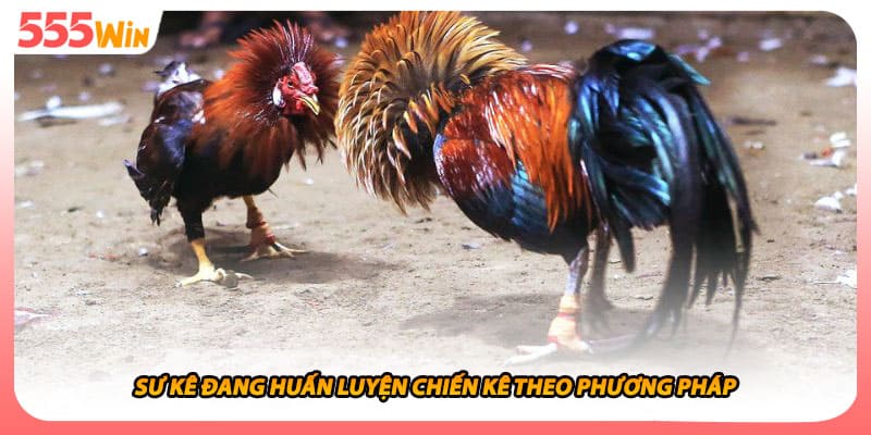 Sư kê đang huấn luyện chiến kê theo phương pháp