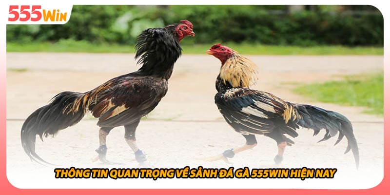 Thông tin quan trọng về sảnh đá gà 555WIN hiện nay