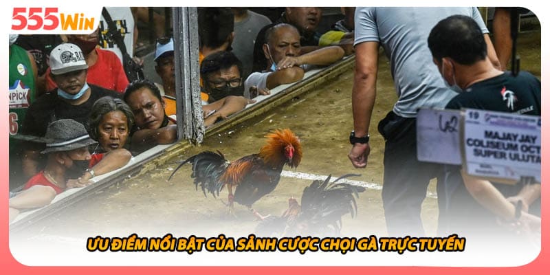 Ưu điểm nổi bật của sảnh cược chọi gà trực tuyến